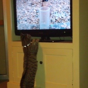 IMG_20150627_195904 (1)