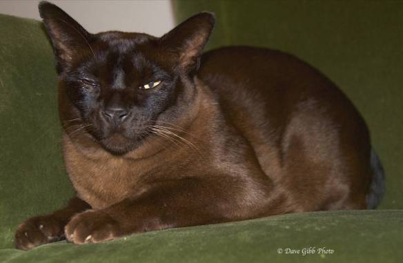 Various cat photos02