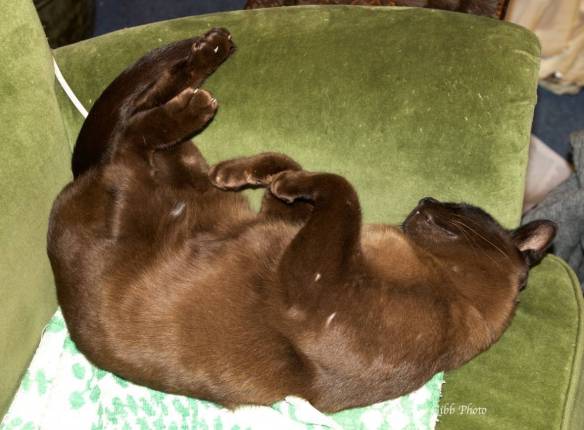 Various cat photos03