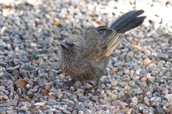 cloncurry Camooweal 12