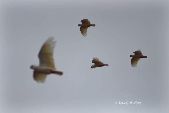 Winton&amp;cloncurry17