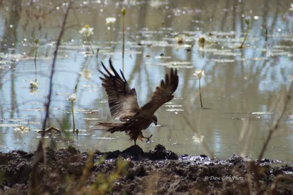 cloncurry Camooweal 20