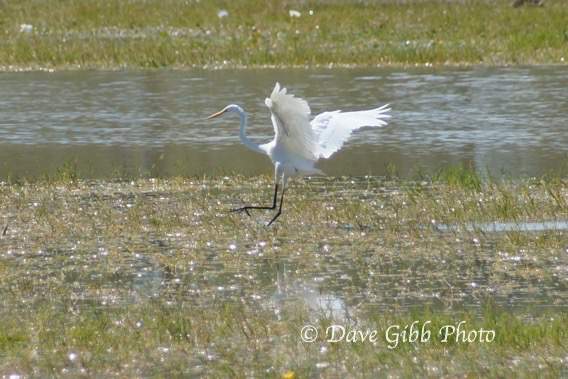 cloncurry Camooweal 24
