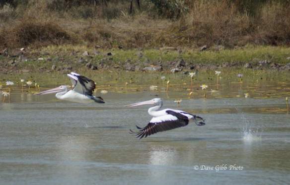 cloncurry Camooweal 28