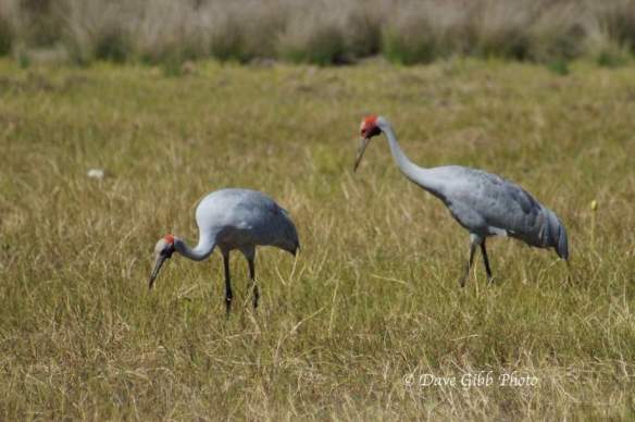 cloncurry Camooweal 30