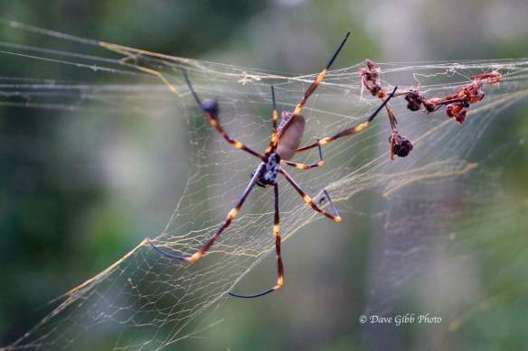 Granite Gorge Cooktown05