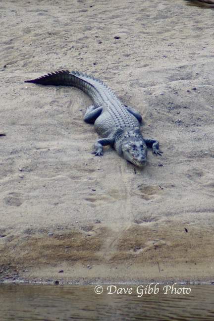 Granite Gorge Cooktown07