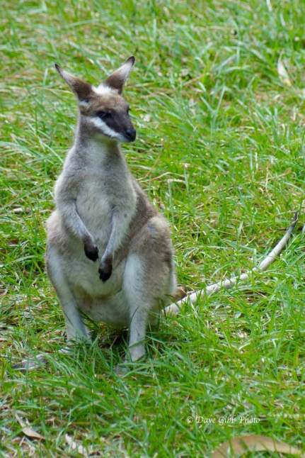 Granite Gorge Cooktown08