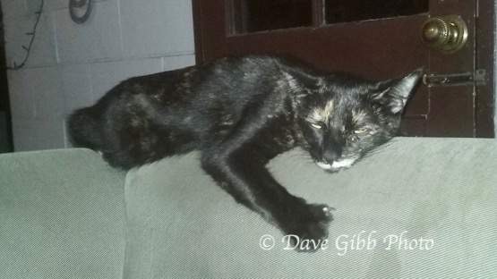 House sitting Nics02